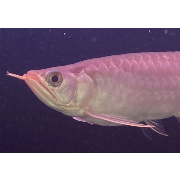 画像3: 紅龍　EXTREME RED -SUMO Style-(20cm±）【2】 (3)