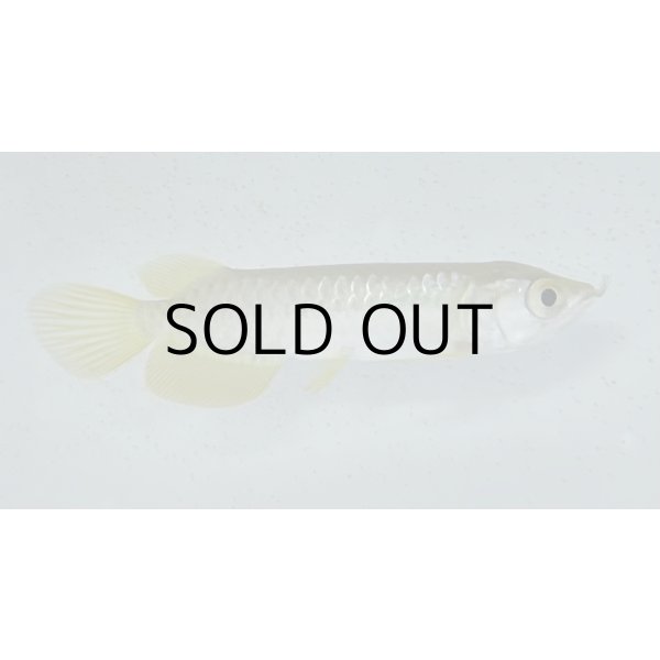 画像1: 過背金龍　ピンポイント国内繁殖個体(5) (1)