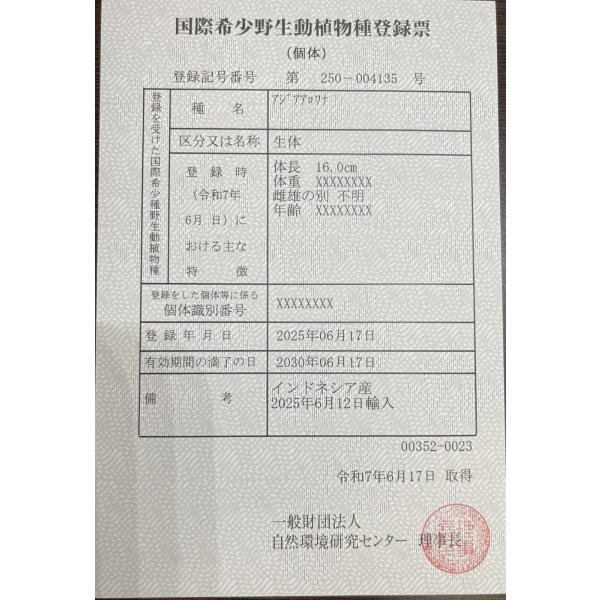 画像6: 紅龍　EXTREME RED -SUMO Style-(20cm±）【2】 (6)