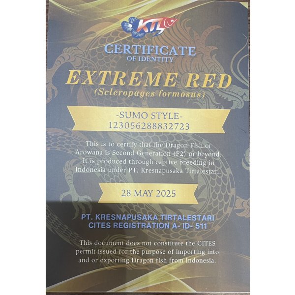 画像5: 紅龍　EXTREME RED -SUMO Style-(20cm±）【2】 (5)