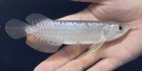 画像: 紅尾金龍　FOREVER Arowana Aquaculture(6）