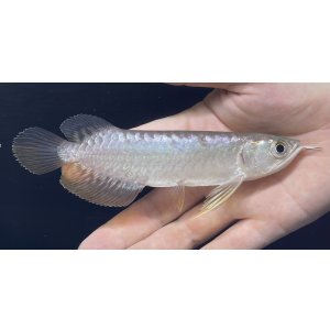 画像: 紅尾金龍　FOREVER Arowana Aquaculture(6）