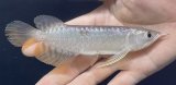 画像: 紅尾金龍　FOREVER Arowana Aquaculture(7）