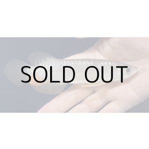 画像: 紅尾金龍　FOREVER Arowana Aquaculture(1）