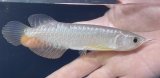 画像: 紅尾金龍　FOREVER Arowana Aquaculture(3）