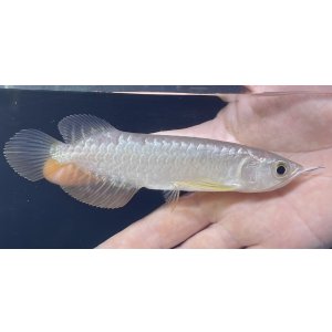 画像: 紅尾金龍　FOREVER Arowana Aquaculture(3）