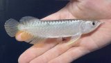 画像: 紅尾金龍　FOREVER Arowana Aquaculture(2）