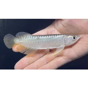 画像: 紅尾金龍　FOREVER Arowana Aquaculture(2）