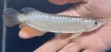 画像: 紅尾金龍　FOREVER Arowana Aquaculture(5）