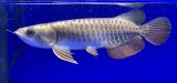 画像: 過背金龍ブキメラゴールデン　FOREVER ArowanaAquaculture