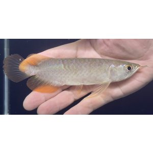 画像: バンジャールレッド　PT.KRESNAPUSAKA TIRTALESTARI (15cm±）【2】