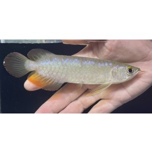 画像: バンジャールレッド　PT.KRESNAPUSAKA TIRTALESTARI (15cm±）【3】
