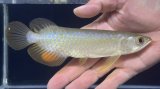 画像: バンジャールレッド　PT.KRESNAPUSAKA TIRTALESTARI (15cm±）【1】