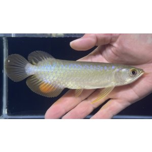 画像: バンジャールレッド　PT.KRESNAPUSAKA TIRTALESTARI (15cm±）【1】