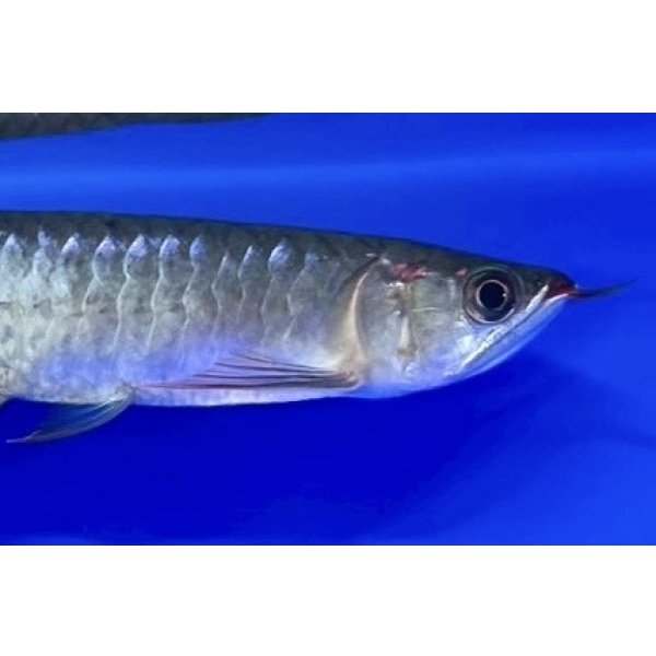 画像3: 紅龍　EXTREME RED ★★★★【1】 (3)