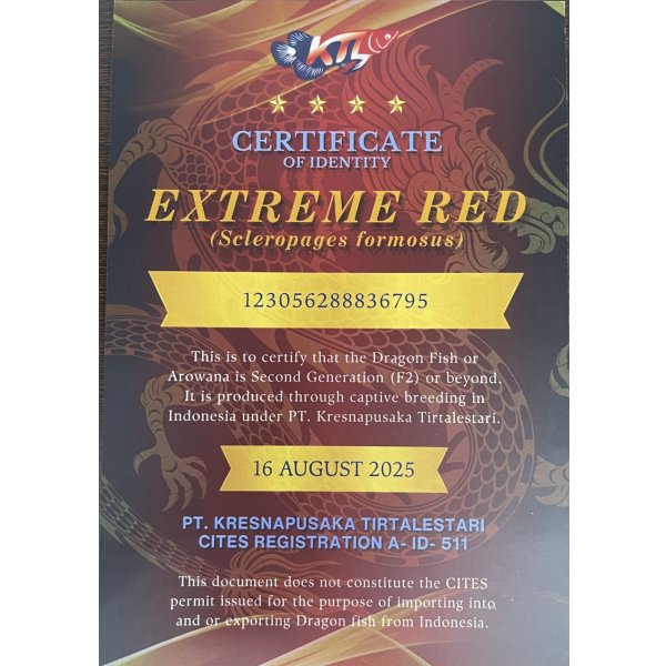 画像5: 紅龍　EXTREME RED ★★★★【1】 (5)