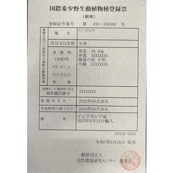 画像6: 紅龍　EXTREME RED ★★★★【1】 (6)