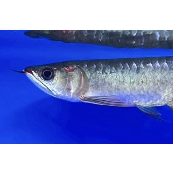 画像4: 紅龍　EXTREME RED ★★★★【1】 (4)