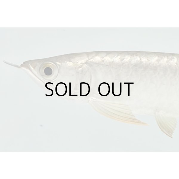 画像3: 過背金龍　FOREVER ArowanaAquaculture(2) (3)