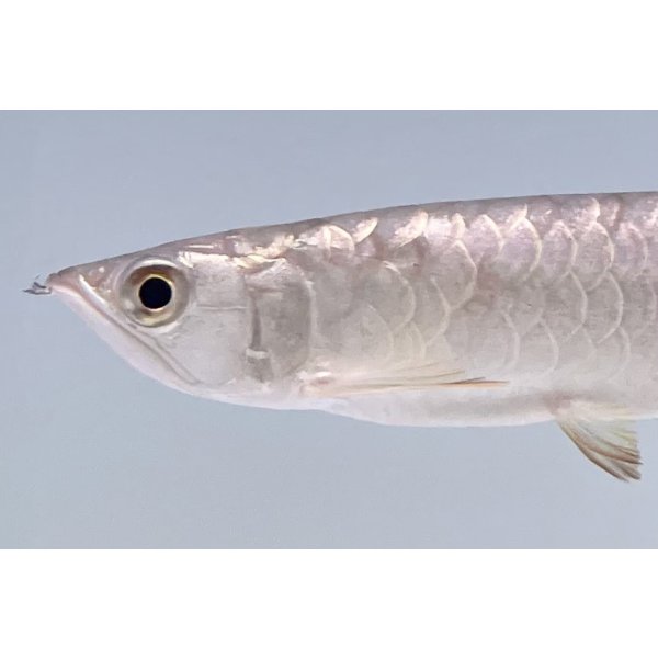 画像3: 過背金龍　FOREVER ArowanaAquaculture(1) (3)