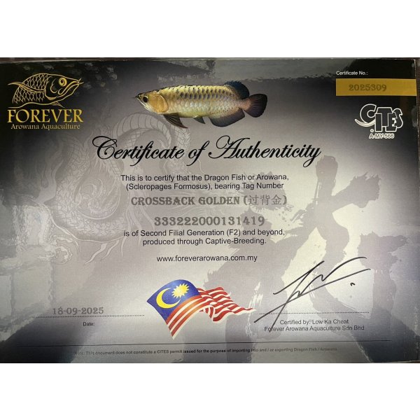 画像5: 過背金龍　FOREVER ArowanaAquaculture(1) (5)