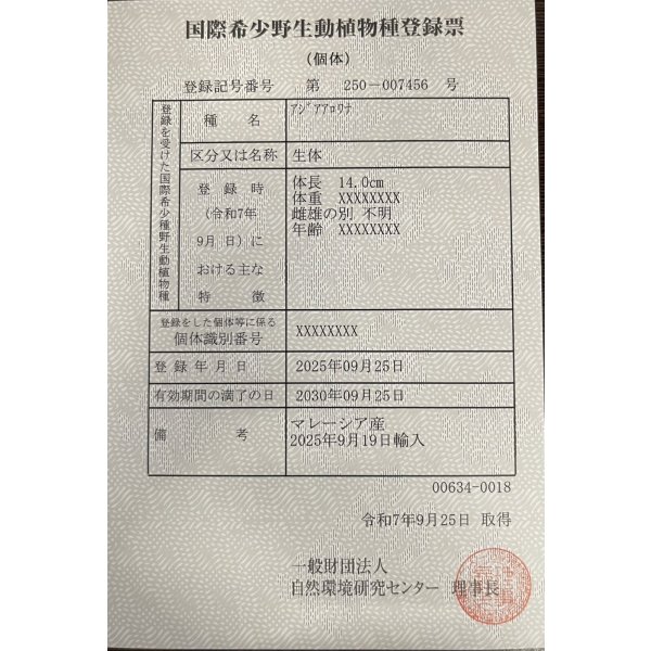 画像6: 過背金龍　FOREVER ArowanaAquaculture(1) (6)