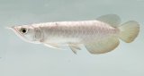 画像: 過背金龍 FOREVER ArowanaAquaculture(2)
