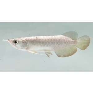 画像: 過背金龍 FOREVER ArowanaAquaculture(2)