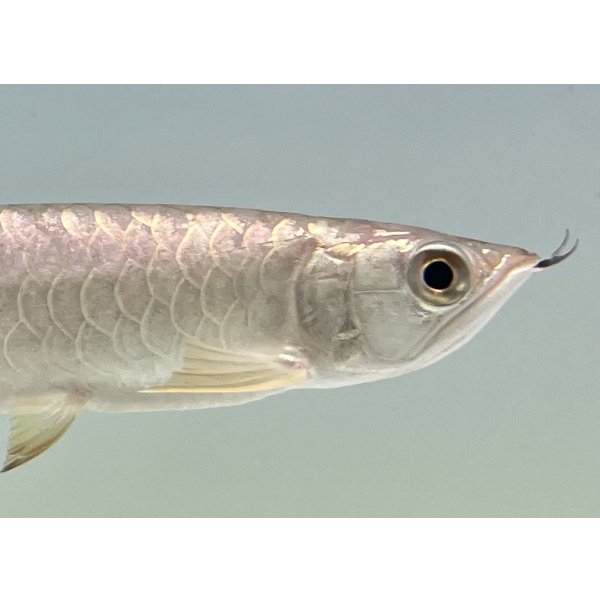 画像4: 過背金龍　FOREVER ArowanaAquaculture(1) (4)