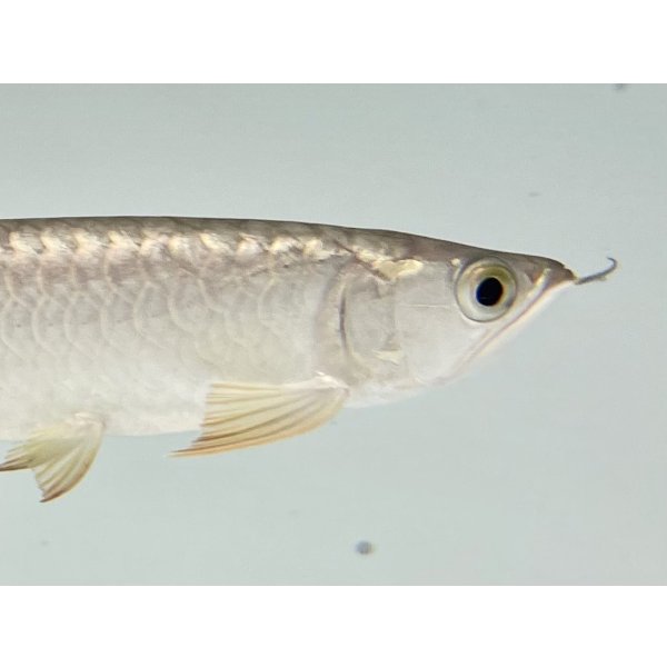 画像4: 過背金龍　FOREVER ArowanaAquaculture(3) (4)