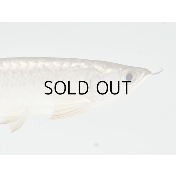 画像4: 過背金龍　FOREVER ArowanaAquaculture(2) (4)