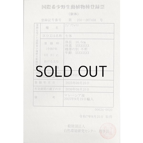 画像6: 過背金龍　FOREVER ArowanaAquaculture(2) (6)