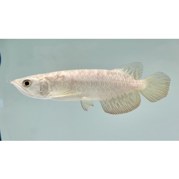 画像1: 過背金龍　FOREVER ArowanaAquaculture(1) (1)