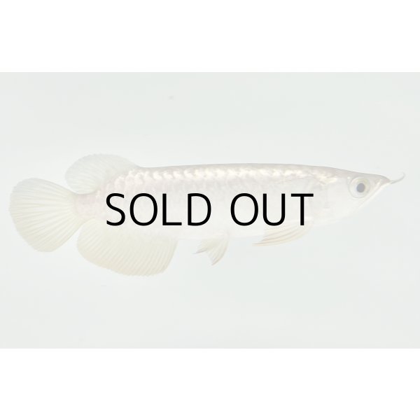 画像2: 過背金龍　FOREVER ArowanaAquaculture(2) (2)