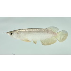 画像: 過背金龍 FOREVER ArowanaAquaculture(3)