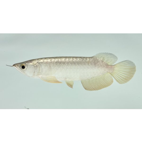 画像1: 過背金龍　FOREVER ArowanaAquaculture(3) (1)