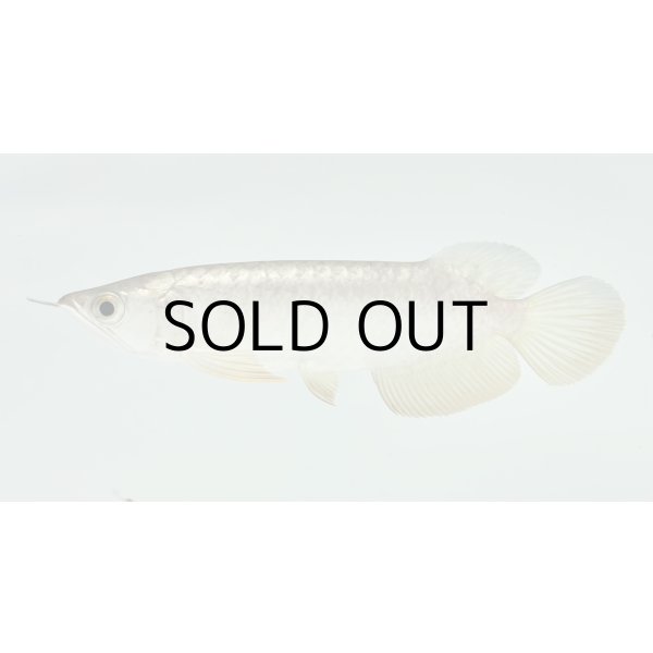 画像1: 過背金龍　FOREVER ArowanaAquaculture(2) (1)