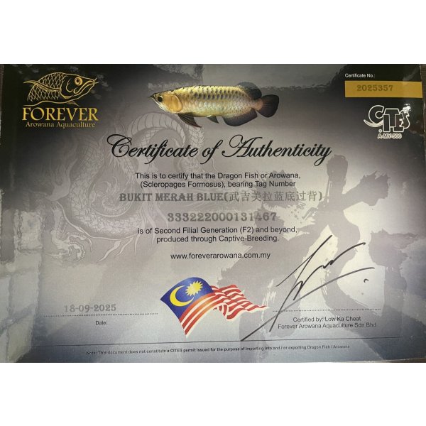 画像5: 過背金龍ブキメラブルーベース　FOREVER ArowanaAquaculture (5)