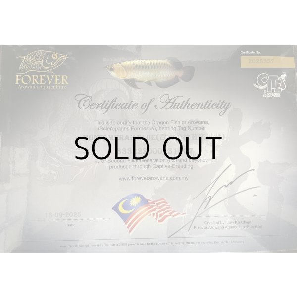 画像5: 過背金龍ブキメラブルーベース　FOREVER ArowanaAquaculture (5)