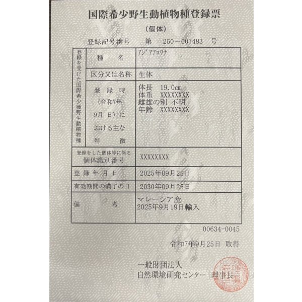 画像6: 過背金龍ブキメラブルーベース　FOREVER ArowanaAquaculture (6)