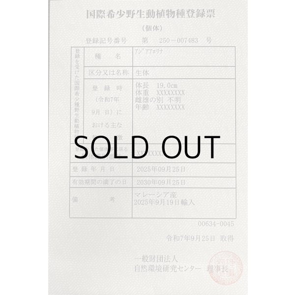 画像6: 過背金龍ブキメラブルーベース　FOREVER ArowanaAquaculture (6)