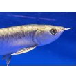 画像3: 過背金龍ブキメラブルーベース　FOREVER ArowanaAquaculture (3)