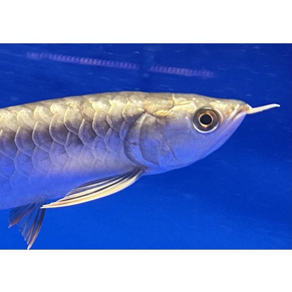 画像3: 過背金龍ブキメラブルーベース　FOREVER ArowanaAquaculture (3)