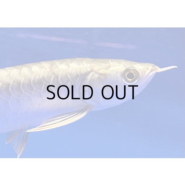 画像3: 過背金龍ブキメラブルーベース　FOREVER ArowanaAquaculture (3)