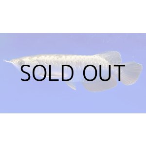 画像: 過背金龍ブキメラブルーベース　FOREVER ArowanaAquaculture