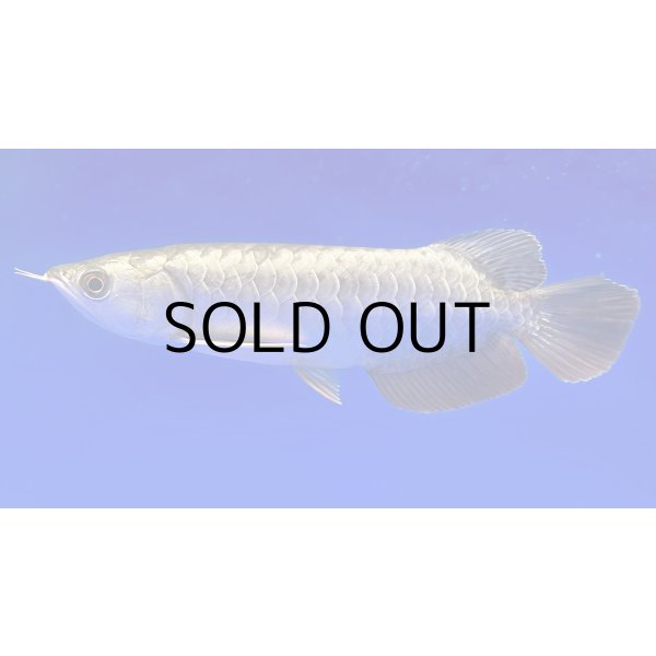 画像1: 過背金龍ブキメラブルーベース　FOREVER ArowanaAquaculture (1)