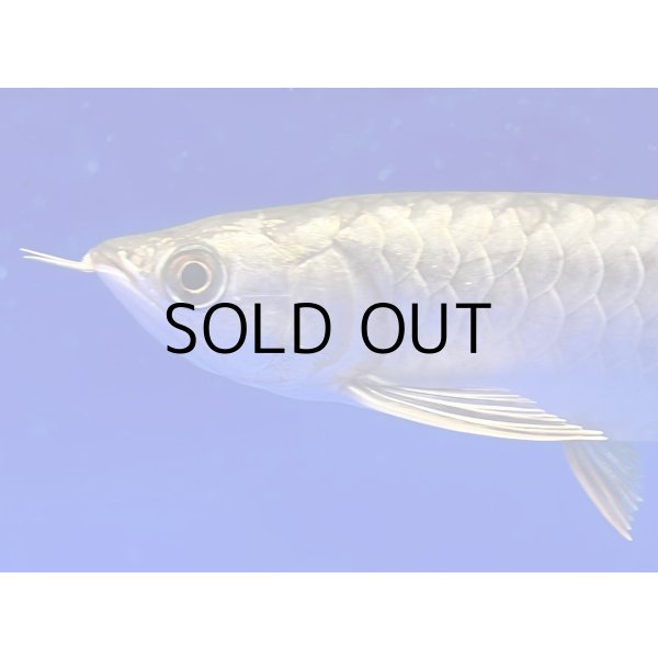 画像4: 過背金龍ブキメラブルーベース　FOREVER ArowanaAquaculture (4)