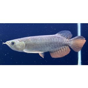画像: 紅尾金龍 PT.KRESNAPUSAKA TIRTALESTARI (15cm±)【2】