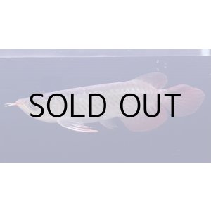 画像: 紅龍　EXTREME RED★★★【1】