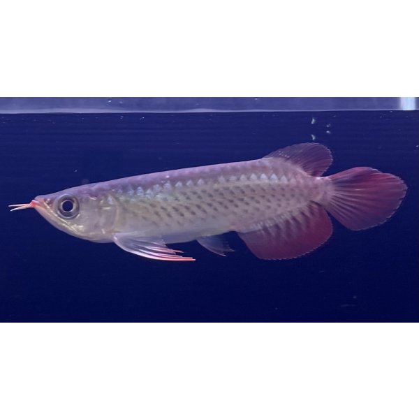 画像1: 紅龍　EXTREME RED★★★【1】 (1)